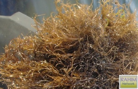 Rumput Laut Bahan Baku Agar-Agar Dan Habit Hidupnya