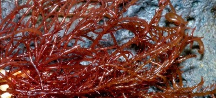 Jenis-Jenis Rumput Laut Penghasil Karagenan Dan Habitat Hidupnya