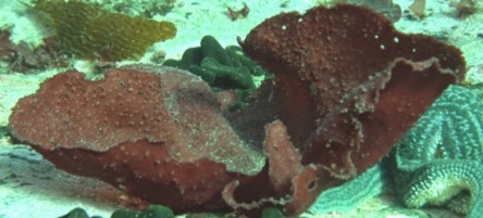 Jenis-Jenis Rumput Laut Penghasil Karagenan Dan Habitat Hidupnya